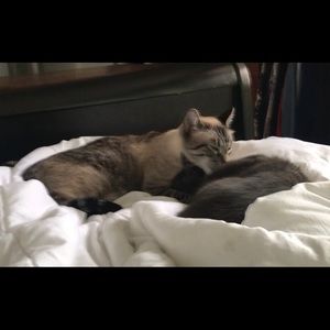 Meet your Posher, Lilli